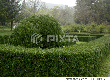 Spherical bushes in a square with a square hedge. Greenery and trees in the rain Spherical bushes in a square with a square hedge. Greenery and trees in the rain 119409170