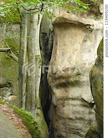 Trunks of maple trees on background of rocks with greenery. Mountains Carpathians, Rocks of Dovbush Trunks of maple trees on background of rocks with greenery. Mountains Carpathians, Rocks of Dovbush 119409200