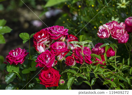 Beautiful red and white roses in the garden in a beautiful sunny day Beautiful red and white roses in the garden in a beautiful sunny day 119409272