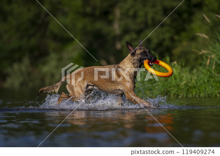 Malinois running in water with a toy ring in its mouth. Malinois running in water with a toy ring in its mouth. 119409274