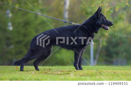 German shepherd dog on a leash in the park. Show stand German shepherd dog on a leash in the park. Show stand 119409331