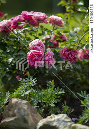 Vertical scenery of Pink Leonardo da Vinci Rose bush and rock in the garden Vertical scenery of Pink Leonardo da Vinci Rose bush and rock in the garden 119409338
