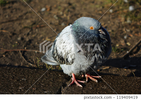 Gray pigeon Dove close up 119409419