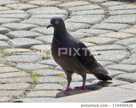 Gray wild pigeon on the asphalt. Dove one close up Gray wild pigeon on the asphalt. Dove one close up 119409420