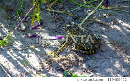 Green spotted frog sits on the ground similitude in anticipation. Green spotted frog sits on the ground similitude in anticipation. 119409422