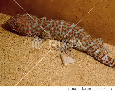 Spotted Gecko Resting in Terrarium During Daytime Spotted Gecko Resting in Terrarium During Daytime 119409425