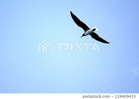 Seagulls Soaring in the Bright Sky Above the Tranquil Blue Sea During a Clear Day Seagulls Soaring in the Bright Sky Above the Tranquil Blue Sea During a Clear Day 119409433