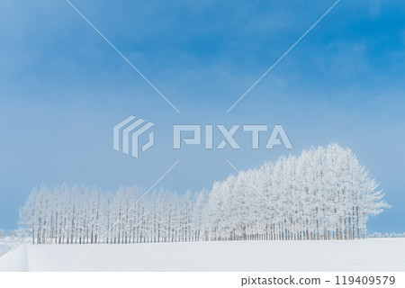 Winter in Hokkaido: Hoarfrost on a windbreak Winter in Hokkaido: Hoarfrost on a windbreak 119409579