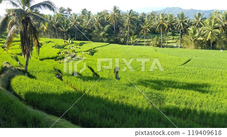 beautiful view of rice fields 119409618
