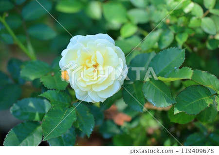 Early summer rose garden, rose flowers, golden border Early summer rose garden, rose flowers, golden border 119409678