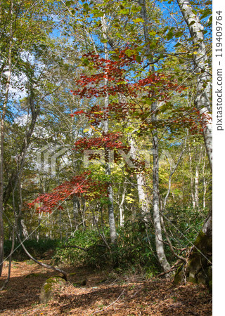 尾瀨八木澤路風景 119409764