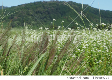 Shiba Inu, buckwheat fields and mountains 119409777