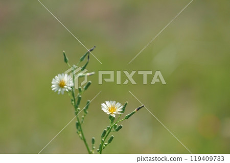 Aquinonogi flowers Aquinonogi flowers 119409783