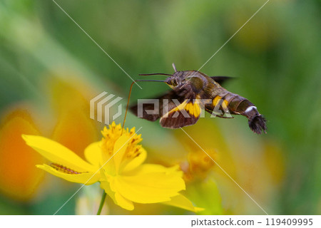 天蛾家族吸食花蜜 天蛾家族吸食花蜜 119409995