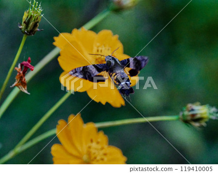 天蛾家族吸食花蜜 119410005