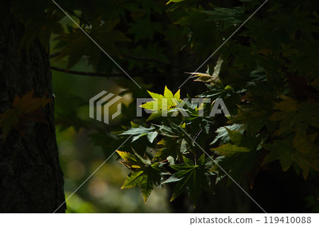 Autumn leaves of Ozegahara Autumn leaves of Ozegahara 119410088