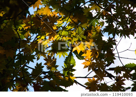 Autumn leaves of Ozegahara Autumn leaves of Ozegahara 119410093