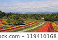 Colorful flowers 119410168