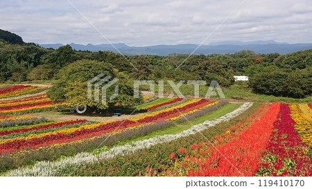 Colorful flowers 119410170