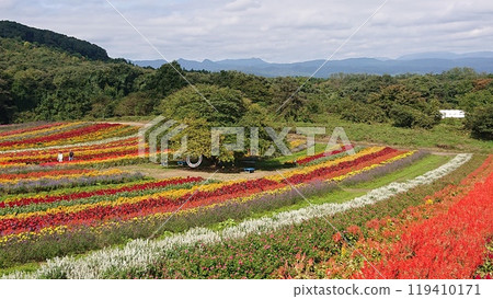 Colorful flowers Colorful flowers 119410171