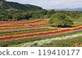 Colorful flowers 119410177