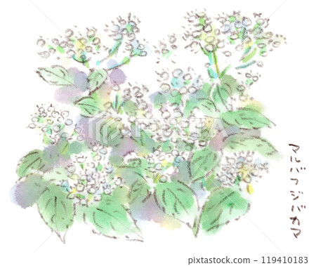 A watercolor illustration of an autumn plant, the white clusters of Japanese laurel A watercolor illustration of an autumn plant, the white clusters of Japanese laurel 119410183