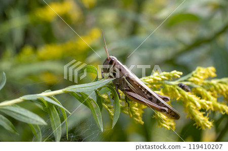 Big Grasshopper Big Grasshopper 119410207