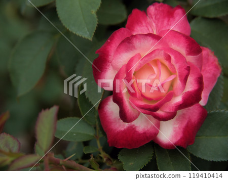 Beautiful pink rose flower "Jubilee du Prince de Monaco" blooming in September 119410414