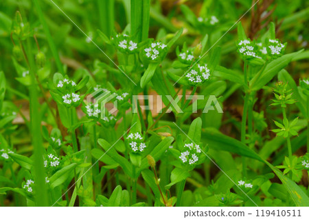 Nodshia 119410511