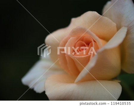 A beautiful apricot-colored rose flower "Apricot Nectar" blooming in September A beautiful apricot-colored rose flower "Apricot Nectar" blooming in September 119410535
