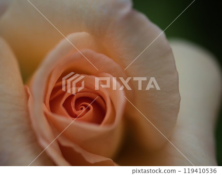 A beautiful apricot-colored rose flower "Apricot Nectar" blooming in September A beautiful apricot-colored rose flower "Apricot Nectar" blooming in September 119410536