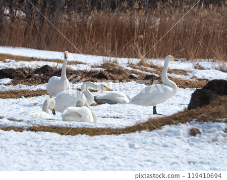 天鵝在阿寒國際鶴中心休息 119410694