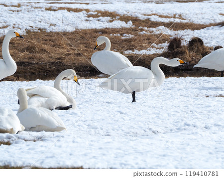 天鵝在阿寒國際鶴中心休息 119410781
