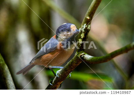 Varied tit perched on a branch 119410987