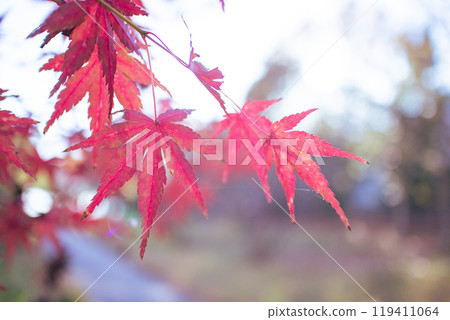 Red maple 119411064