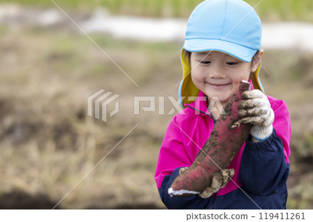 Girl harvesting sweet potatoes 119411261