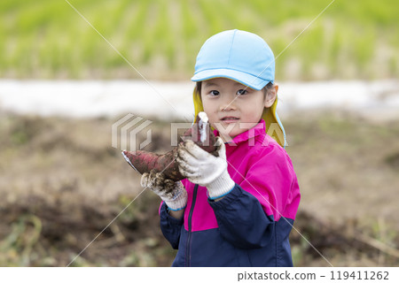 Girl harvesting sweet potatoes 119411262