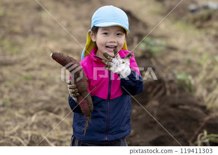 Girl harvesting sweet potatoes Girl harvesting sweet potatoes 119411303