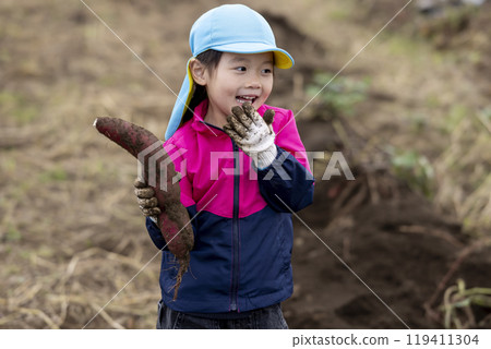 Girl harvesting sweet potatoes Girl harvesting sweet potatoes 119411304