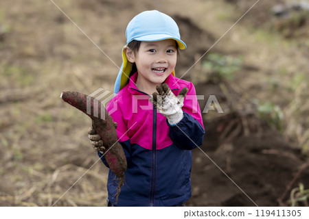 Girl harvesting sweet potatoes Girl harvesting sweet potatoes 119411305