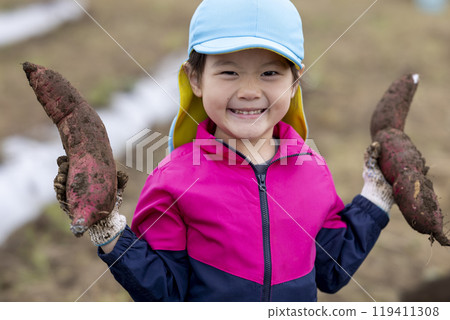Girl harvesting sweet potatoes 119411308