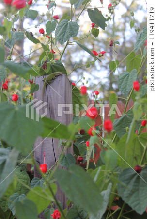 Green Anole Lizard In Hummingbird Bush Waiting For Food 119411719