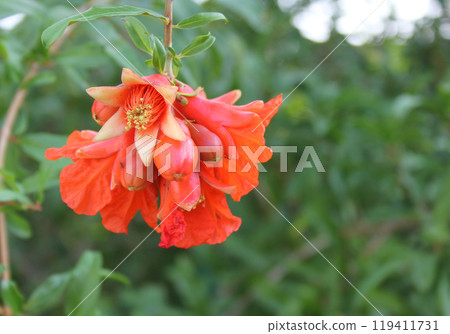 Pomegranate Flower in Organic Garden Close up 119411731