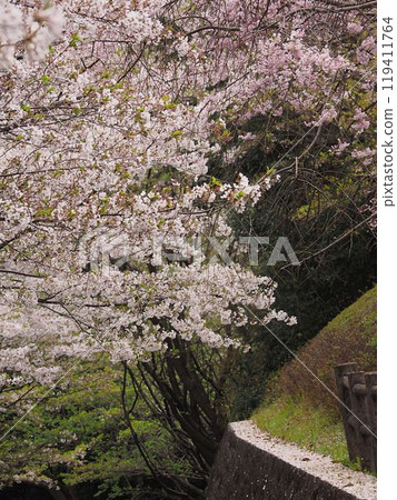 石牆上盛開的櫻花 石牆上盛開的櫻花 119411764