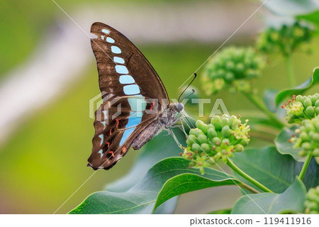 A beautiful butterfly with an attractive pastel-colored band that shines in turquoise. 119411916