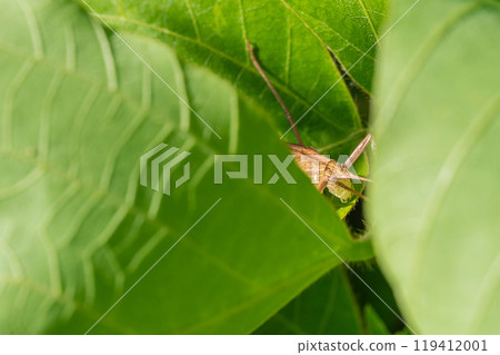 隱藏在草叢中的芝麻甲蟲（棕色型） 119412001