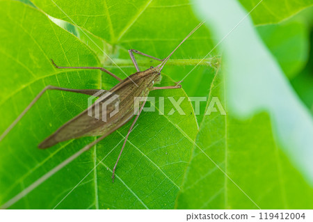 Ducetia japonicum(棕色型) Ducetia japonicum(棕色型) 119412004
