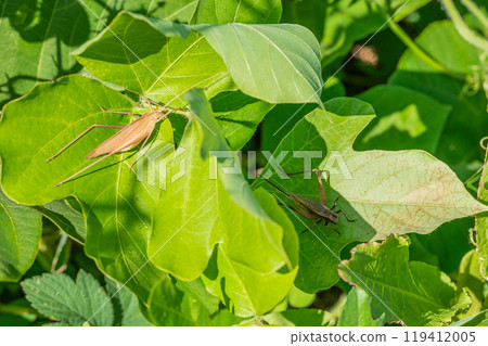 芝麻甲蟲(棕色型)和松甲蟲躲在草叢中 芝麻甲蟲(棕色型)和松甲蟲躲在草叢中 119412005