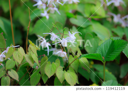 Epimedium grandiflorum, a spring flower that blooms like an anchor Epimedium grandiflorum, a spring flower that blooms like an anchor 119412119