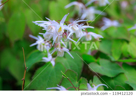 Epimedium grandiflorum, a spring flower that blooms like an anchor Epimedium grandiflorum, a spring flower that blooms like an anchor 119412120